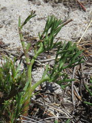 Notobubon ferulaceum