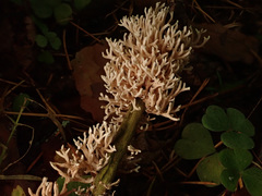 Lentaria byssiseda