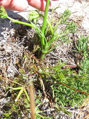 Notobubon ferulaceum