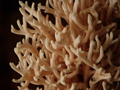 Lentaria byssiseda