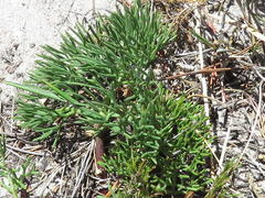 Notobubon ferulaceum