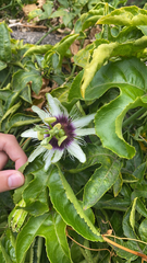 Passiflora edulis