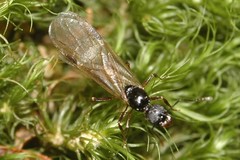 Aphaenogaster picea