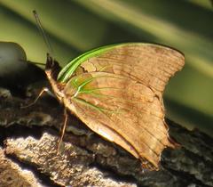 Charaxes candiope