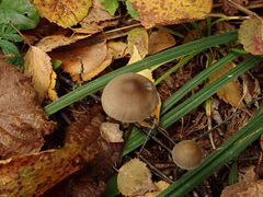 Mycena polygramma