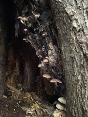 Psathyrella conissans