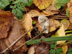 Mycena polygramma