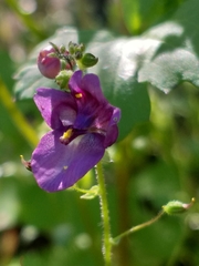 Diascia parviflora