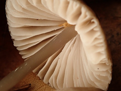 Mycena polygramma