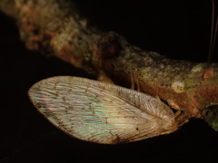 Hemerobius marginatus