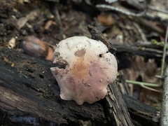 Psathyrella conissans