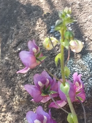 Diascia parviflora