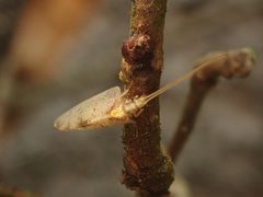 Hemerobius marginatus