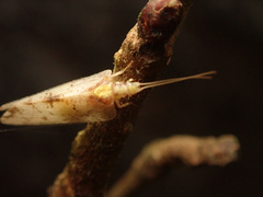Hemerobius marginatus