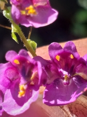 Diascia parviflora