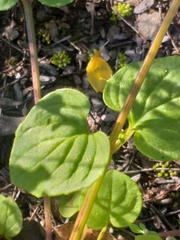 Diascia parviflora