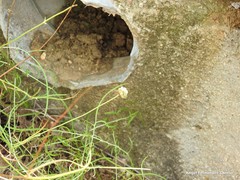 Cephalaria leucantha