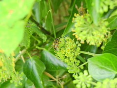 Eristalis tenax