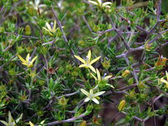 Wahlenbergia albens