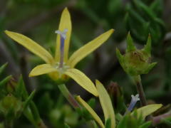 Wahlenbergia albens