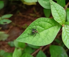Thyene imperialis