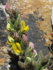 Aspalathus linguiloba
