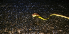 Dendrelaphis formosus
