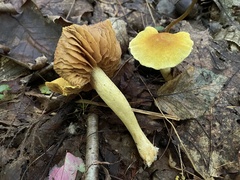 Cortinarius luteus