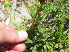 Arctotis aspera aspera