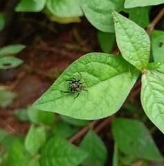 Thyene imperialis