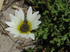 Arctotis aspera aspera