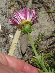 Arctotis aspera aspera