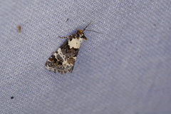 Xenogenes eustrotiodes