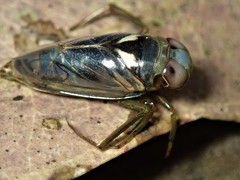Enithares woodwardi