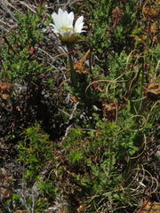 Arctotis aspera aspera