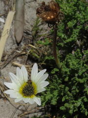 Arctotis aspera aspera