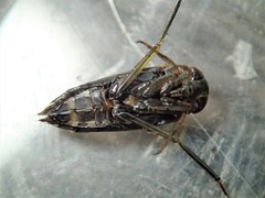Enithares woodwardi