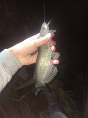 Ictalurus lupus
