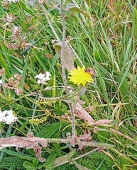 Helminthotheca echioides