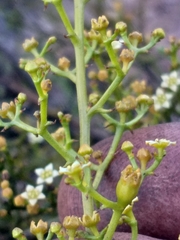 Thesium scandens