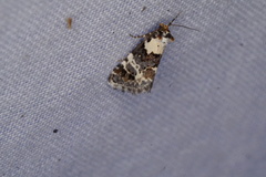 Xenogenes eustrotiodes