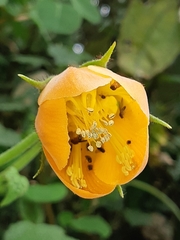 Nasa grandiflora