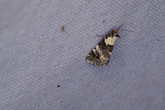 Xenogenes eustrotiodes