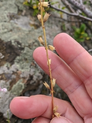Stachys angustifolia