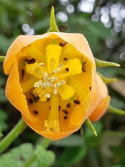 Nasa grandiflora