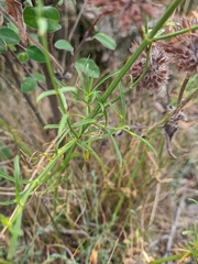 Stachys angustifolia