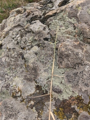 Cleistogenes serotina