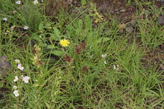 Cyperus usitatus