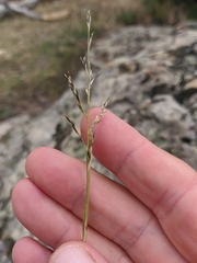 Cleistogenes serotina