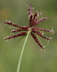 Cyperus usitatus